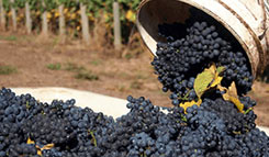 Red wine grape clusters being harvested and put into a bin